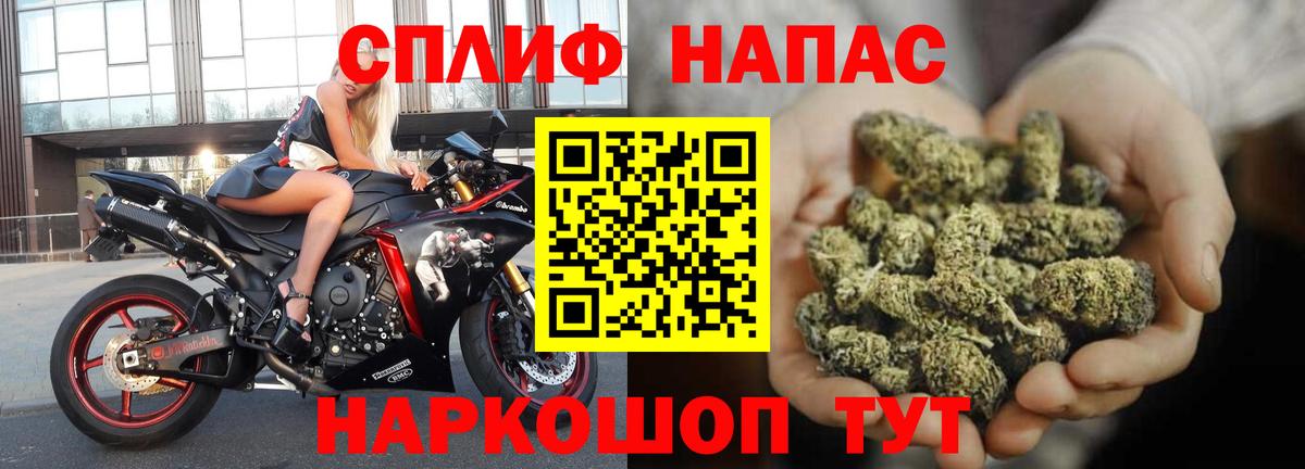Конопля сатива Ессентуки